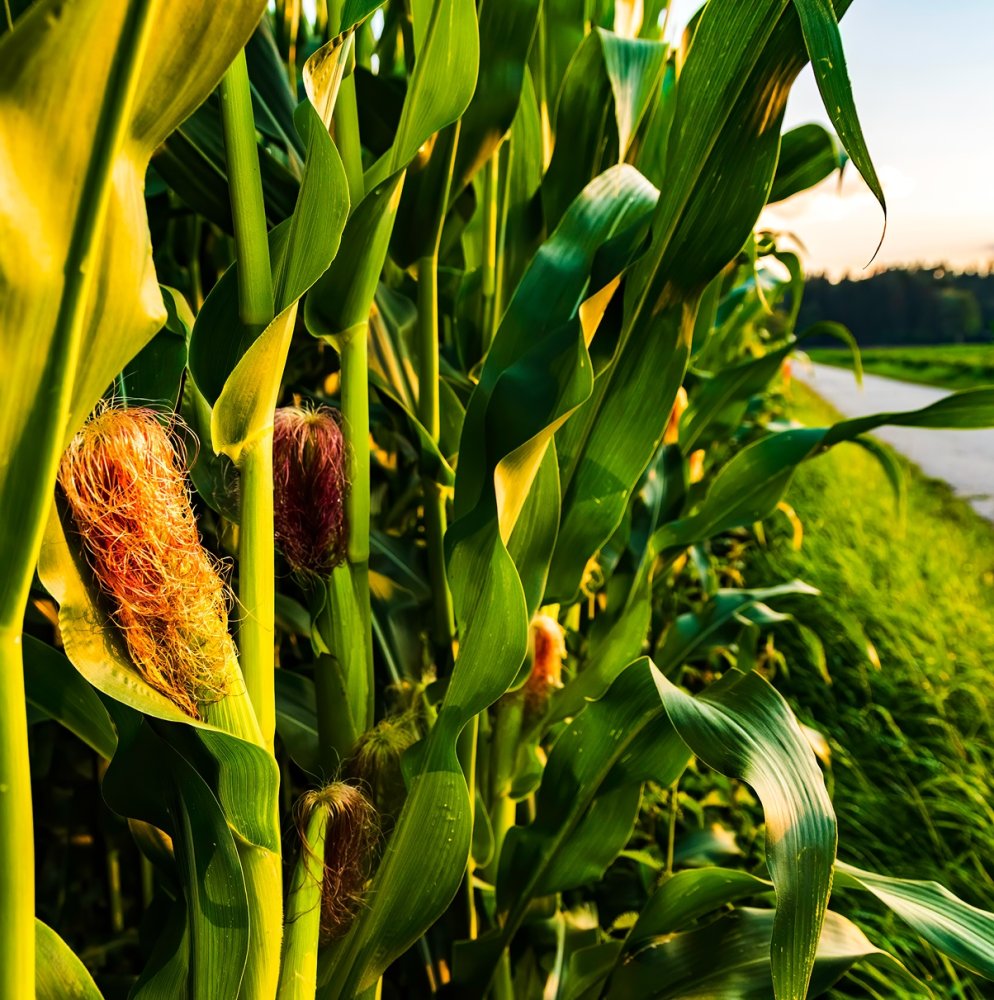 Кукуруза продовольственная