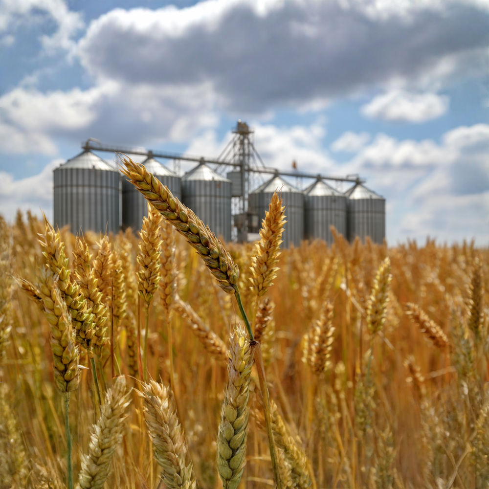 Пшеница продвольственная