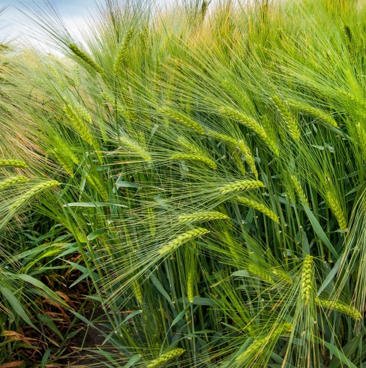 Сорт ячменя "Трэвэлер"