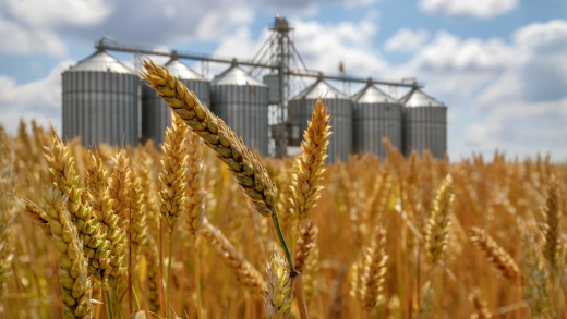 Пшеница продвольственная