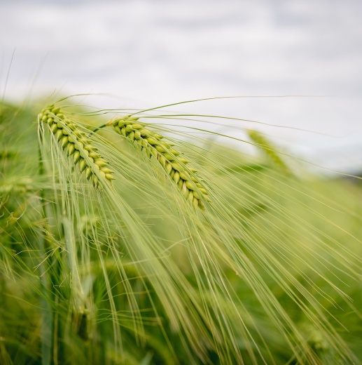 Сорт ячменя «Фатима»