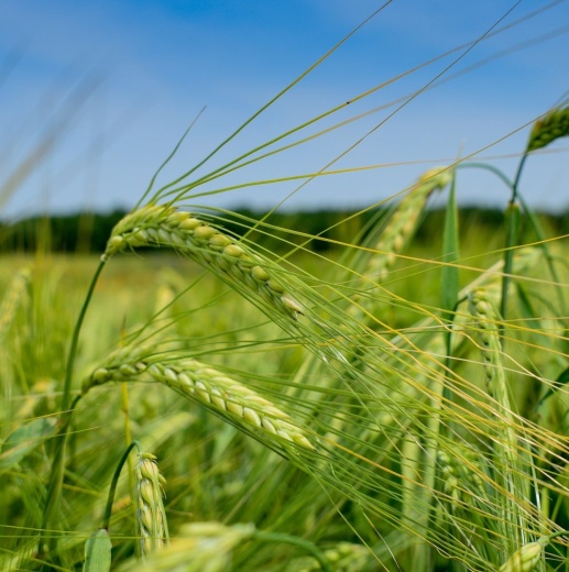 Сорт ячменя "Ейфель"